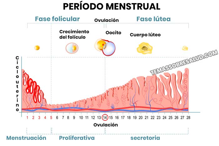 período menstrual - La fase lútea es la etapa post-ovulatoria del ciclo menstrual