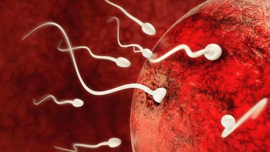 fertilidad masculina para la concepción