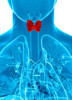 Selenio - tiroides