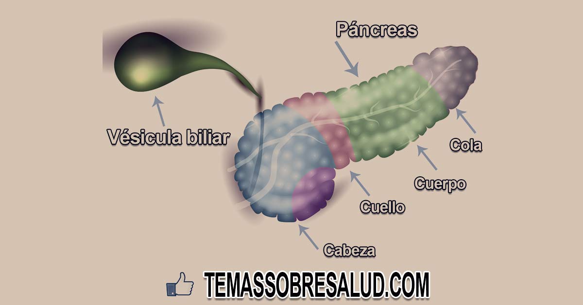 El agrandamiento de la vesícula biliar es síntoma precoz del cáncer de páncreas