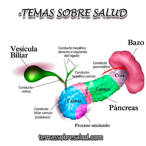 Páncreas y conductos biliares
