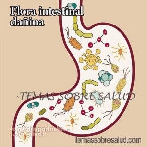 Disbiosis intestinal