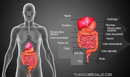 ¿Cuales son las funciones del páncreas? hígado