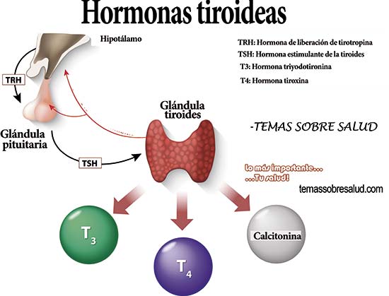 Hormona tirotropina (TSH) durante el hipotiroidism