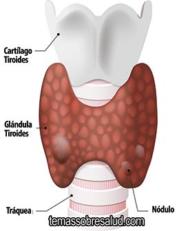 Hormonas Tiroideas
