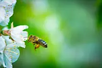 El polen de las abejas es casi es proteína pura - alergias