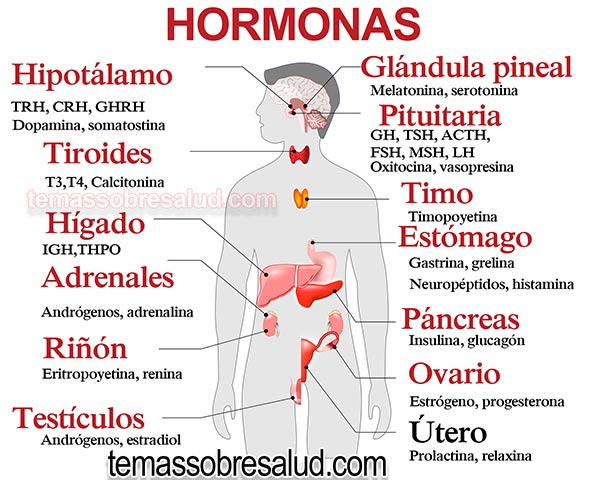 Conexión entre las Hormonas Relación tiroides suprarrenales - desequilibrios hormonales