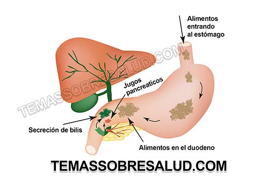 Disbiosis intestinal - Ansiedad