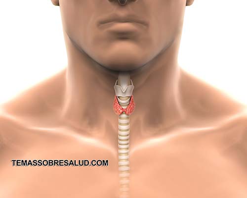 Síntomas de problemas de la tiroides en los hombres