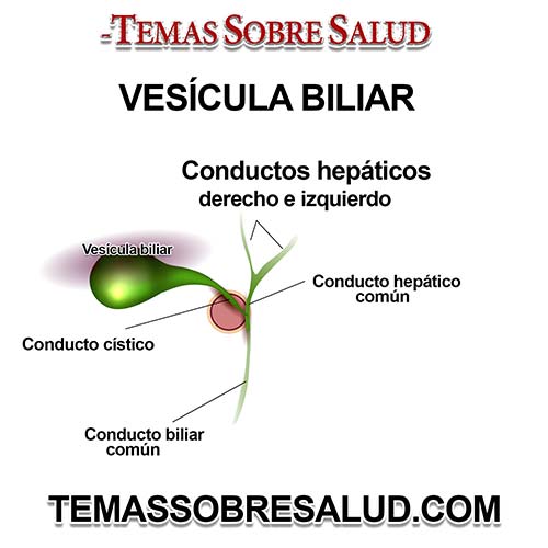 El agrandamiento de la vesícula biliar es un síntoma precoz del cáncer de páncreas
