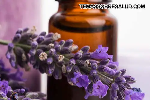 El aceite esencial de lavanda puede potenciar el tratamiento de la tiroides