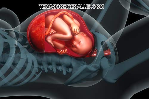 La placenta durante el embarazo se encarga de proporcionar nutrientes al feto para su desarrollo saludable