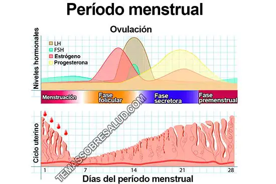 Alteraciones del período menstrual - Infertilidad por endometriosis