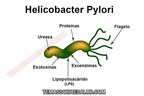 infecciones por H Pylori - endotoxinas