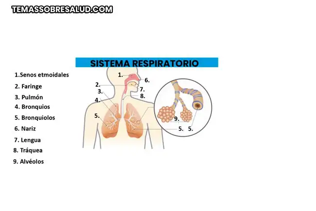 Síntomas de un émbolo pulmonar