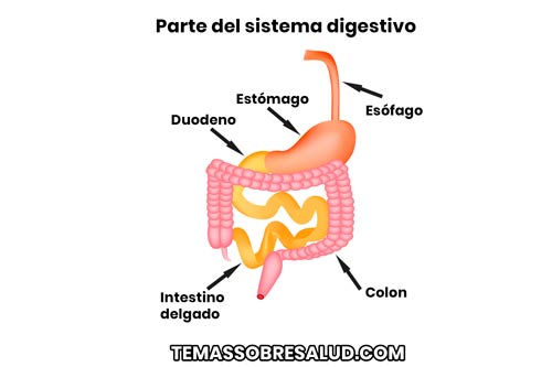 Duodenitis y Cáncer del intestino delgado