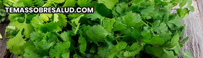 Diuréticos naturales - El cilantro una hierba popular