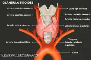 efectos del medicamento para la tiroides - El déficit de hierro afecta el funcionamiento de la glándula tiroides