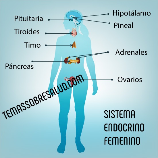 Relación tiroides suprarrenales hipertiroidismo e hipotiroidismo