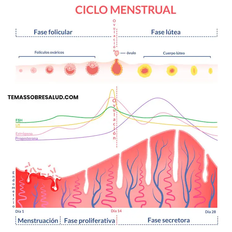 Alteraciones del período menstrual - progesterona