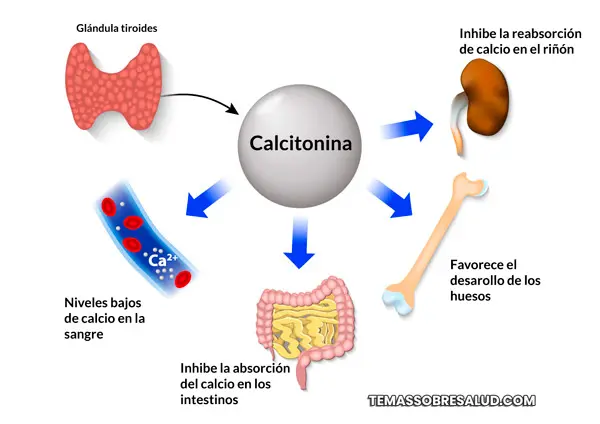 Análisis de sangre de la tiroides - Calcitonina