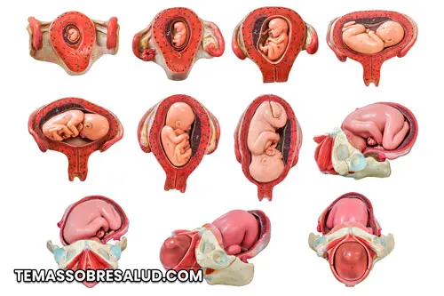 Evolución del feto durante el embarazo