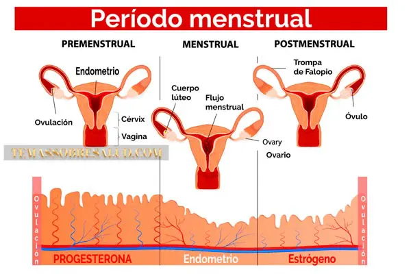Déficit de progesterona