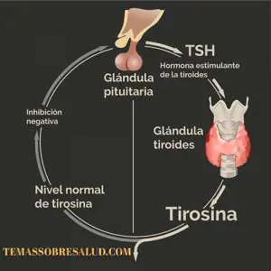 adenomas de la glándula tiroides son neoplasias condicionalmente benignas